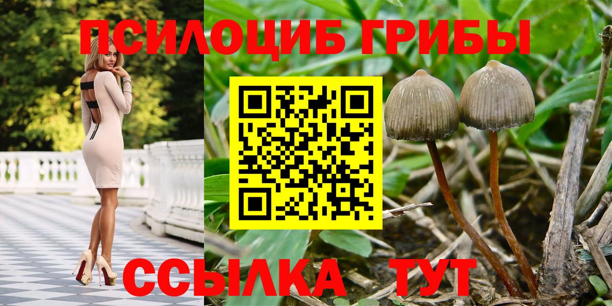 Псилоцибиновые грибы мицелий Муром